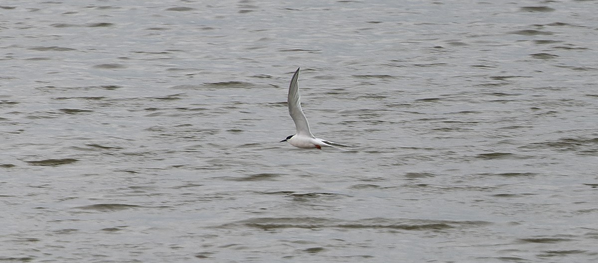 Roseate Tern - Brian Small