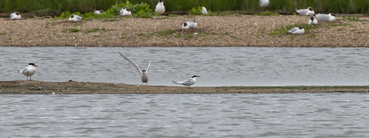 Roseate Tern - Brian Small