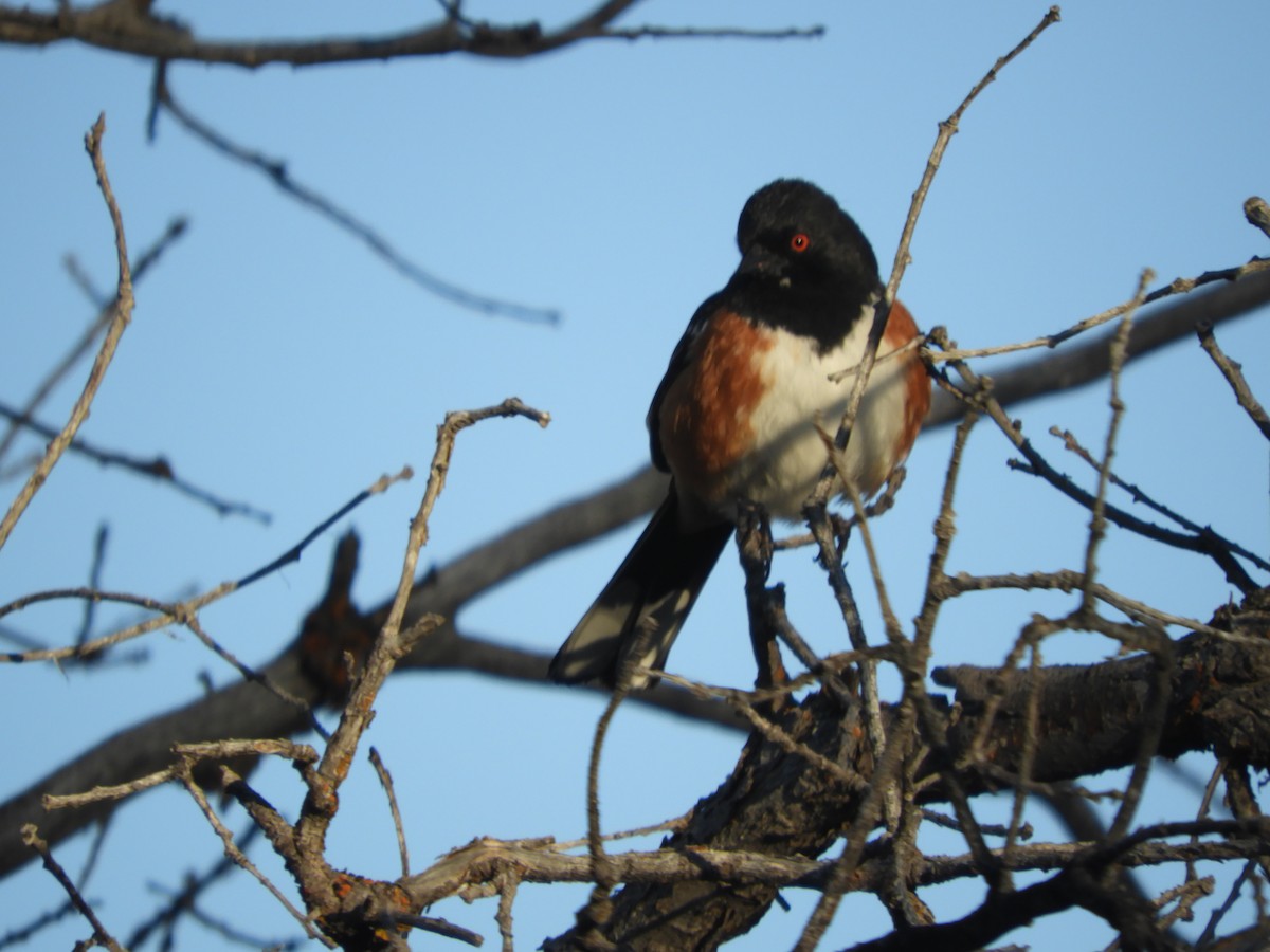 Spotted Towhee - Thomas Bürgi