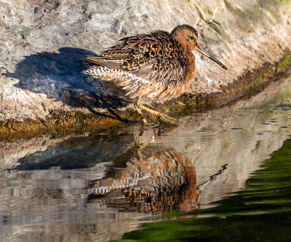 kortnebbekkasinsnipe - ML619489383