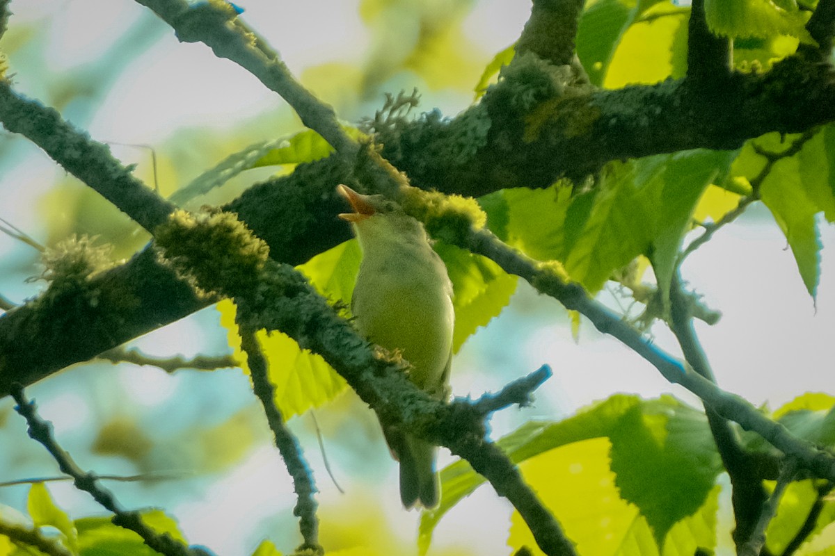 Icterine Warbler - Devin Marshall