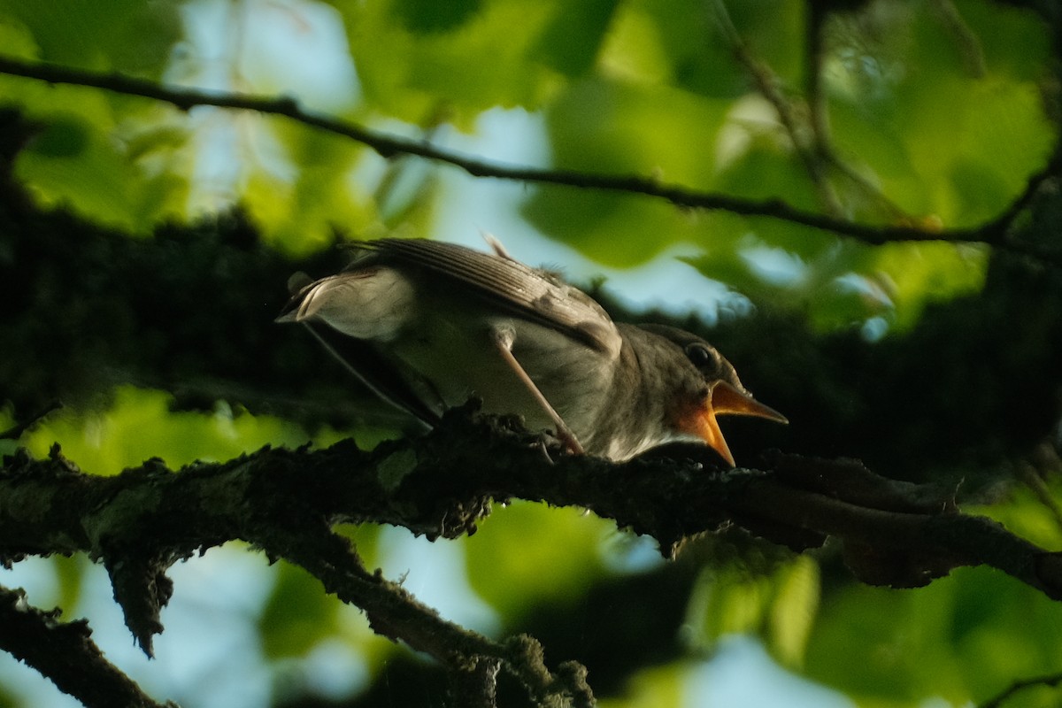 Thrush Nightingale - Devin Marshall