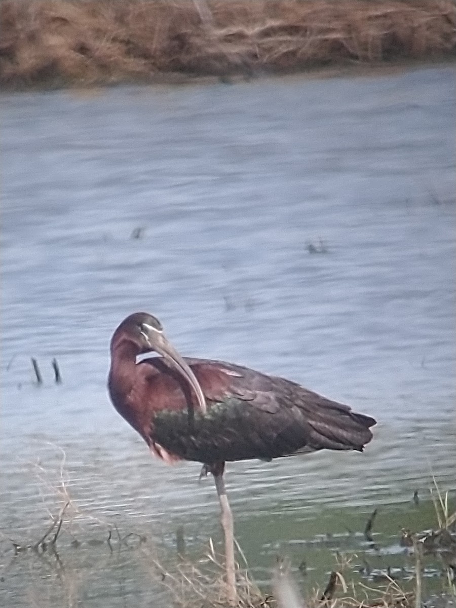 Glossy Ibis - ML619489388