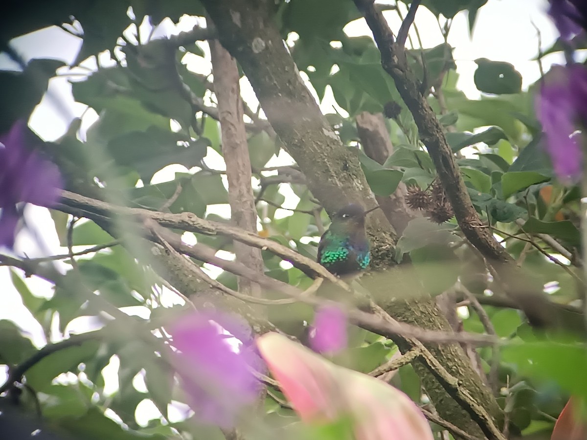 kolibřík ohnivobradý - ML619489389