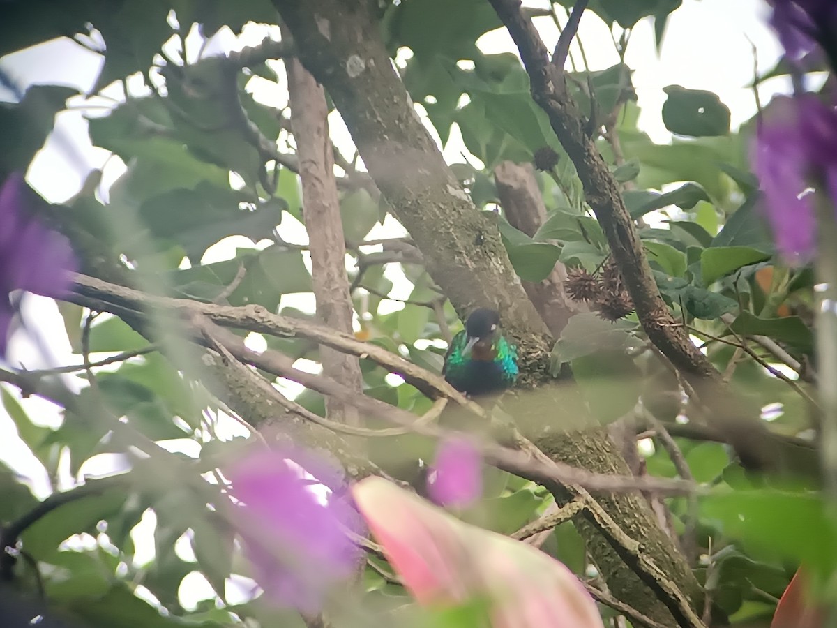 kolibřík ohnivobradý - ML619489390