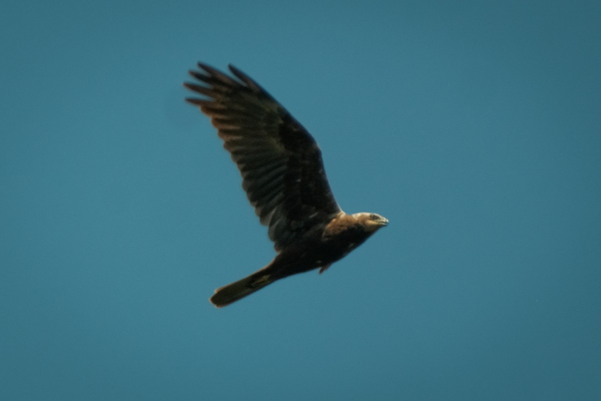 Western Marsh Harrier - Devin Marshall