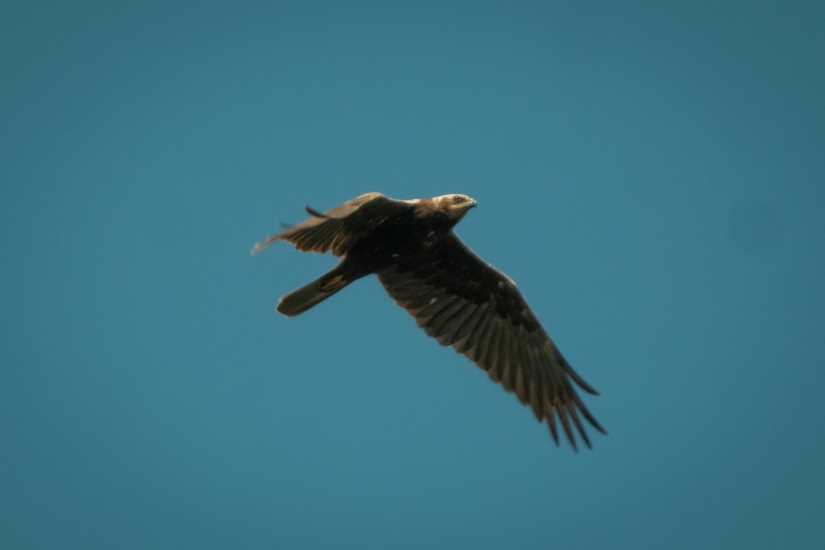 Western Marsh Harrier - Devin Marshall