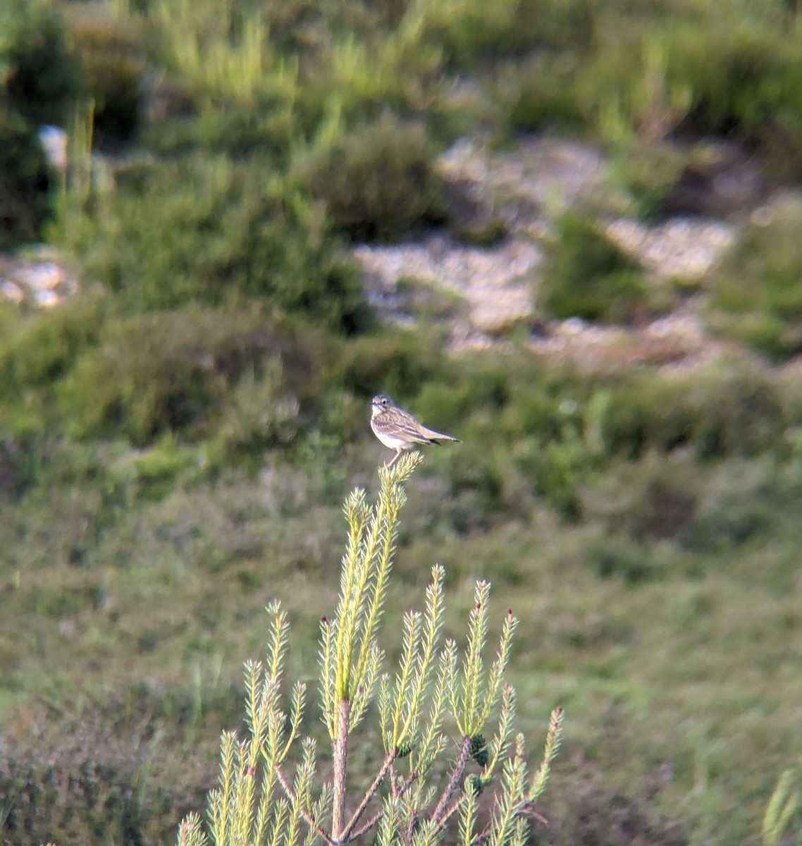 Meadow Pipit - Isaac Moody