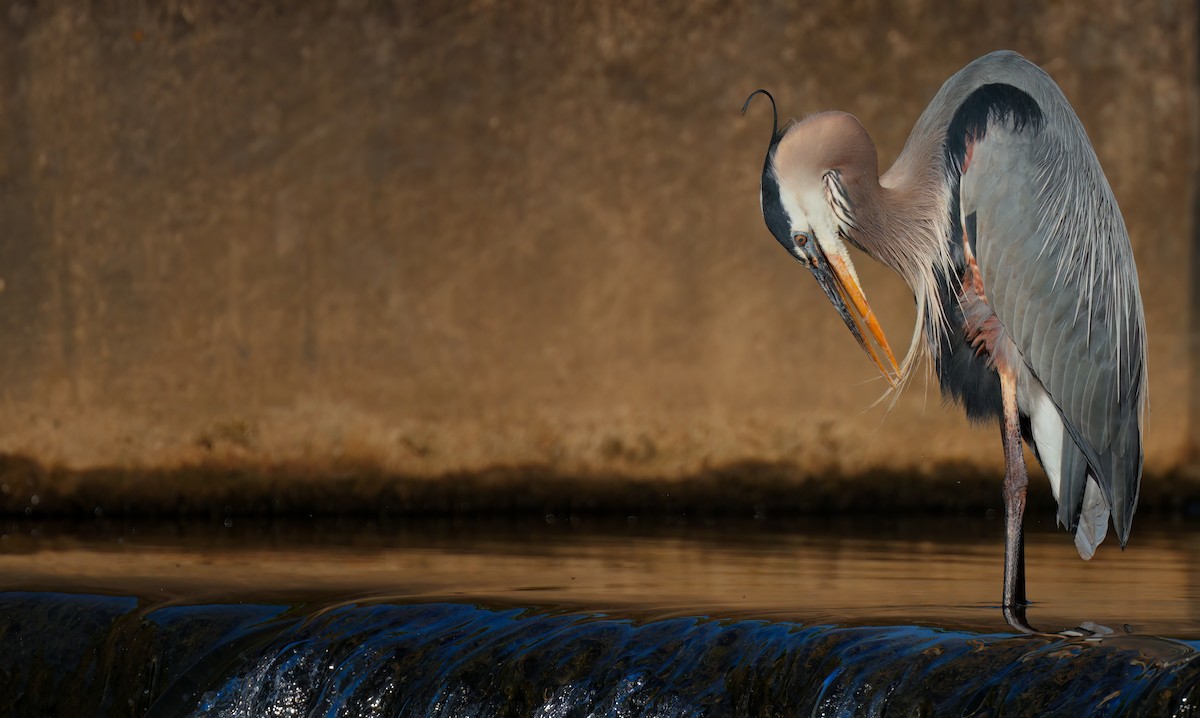 Great Blue Heron - Zachary Vaughan