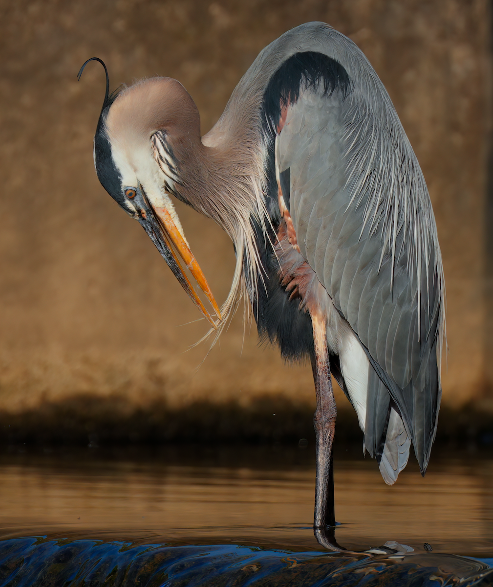 Great Blue Heron - Zachary Vaughan