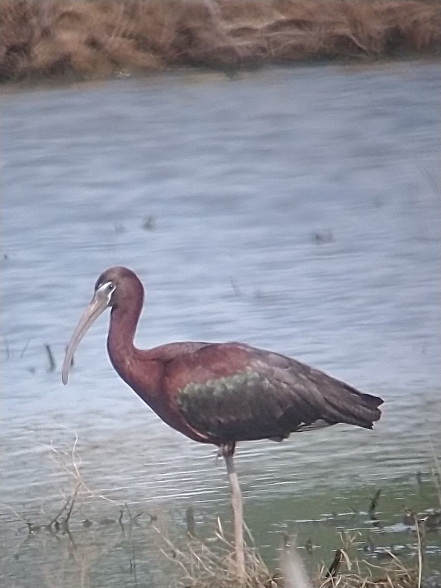 Glossy Ibis - Dave haenni