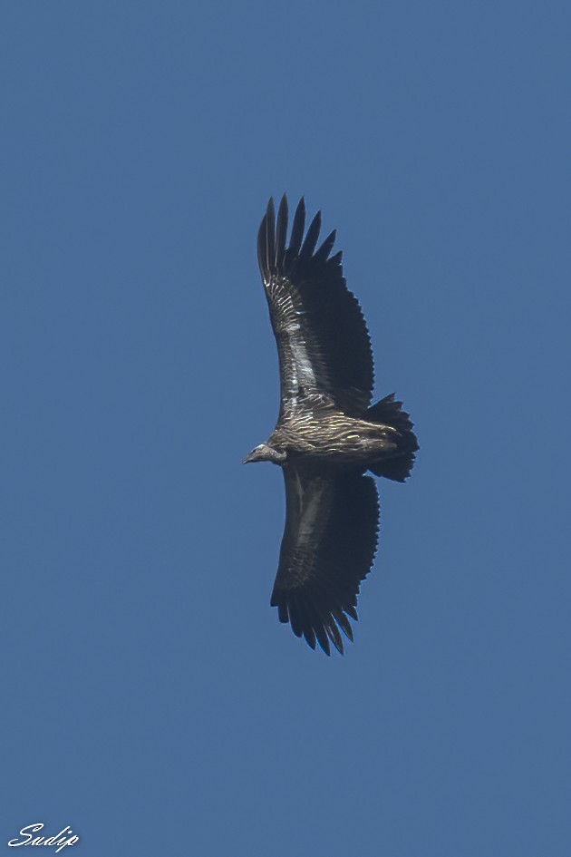 Himalayan Griffon - Sudip Ghosh