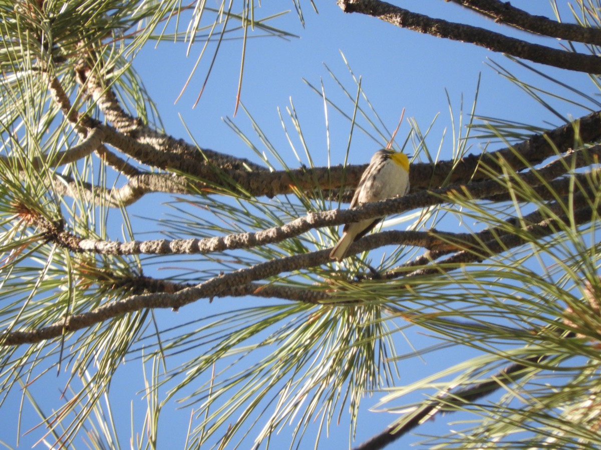 Grace's Warbler - Thomas Bürgi