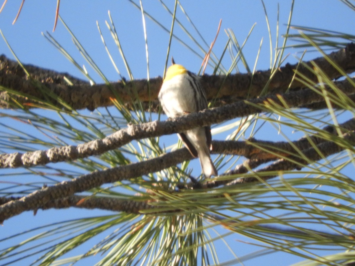 Grace's Warbler - Thomas Bürgi