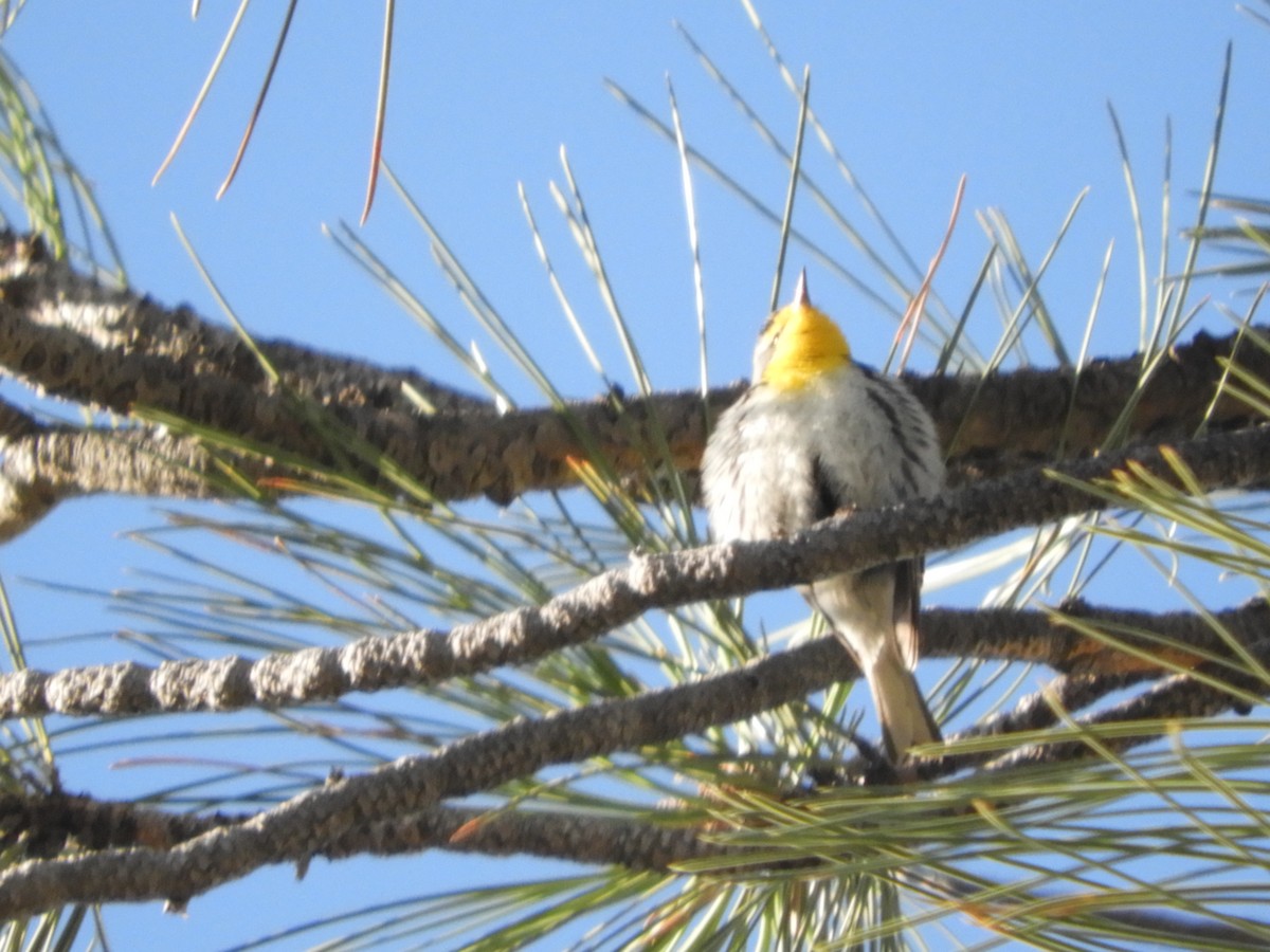 Grace's Warbler - Thomas Bürgi