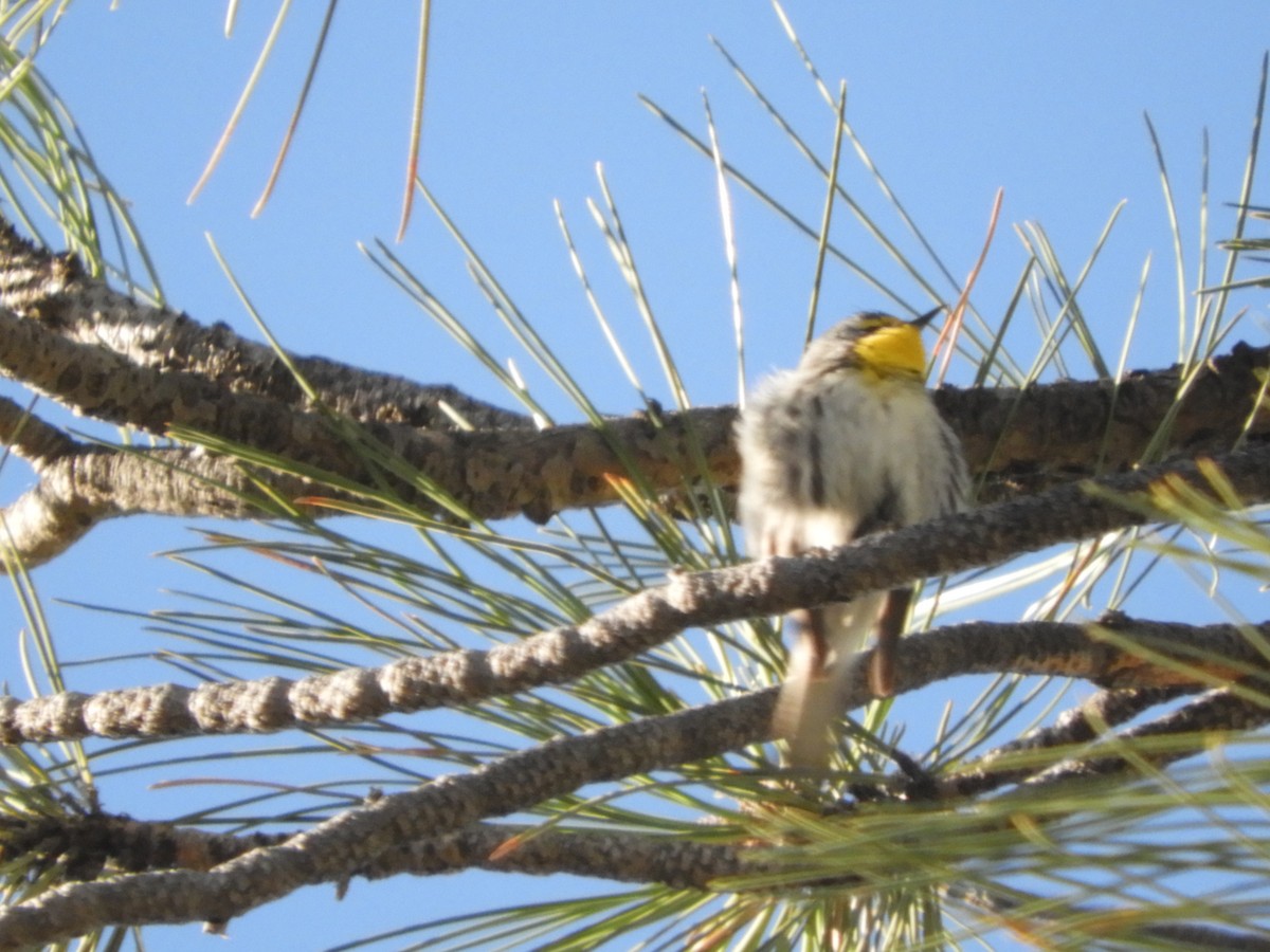 Grace's Warbler - Thomas Bürgi