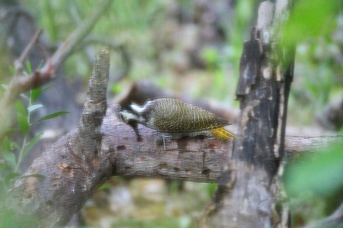 Bearded Woodpecker - ML619489441