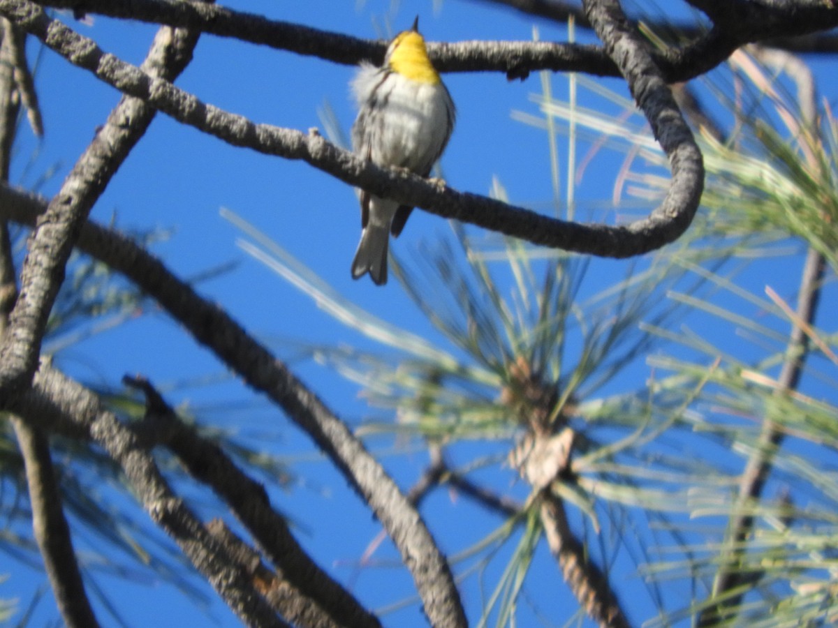 Grace's Warbler - Thomas Bürgi