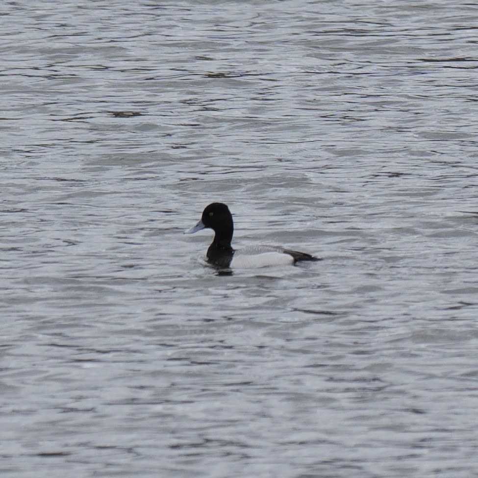 Lesser Scaup - Guillaume Charette