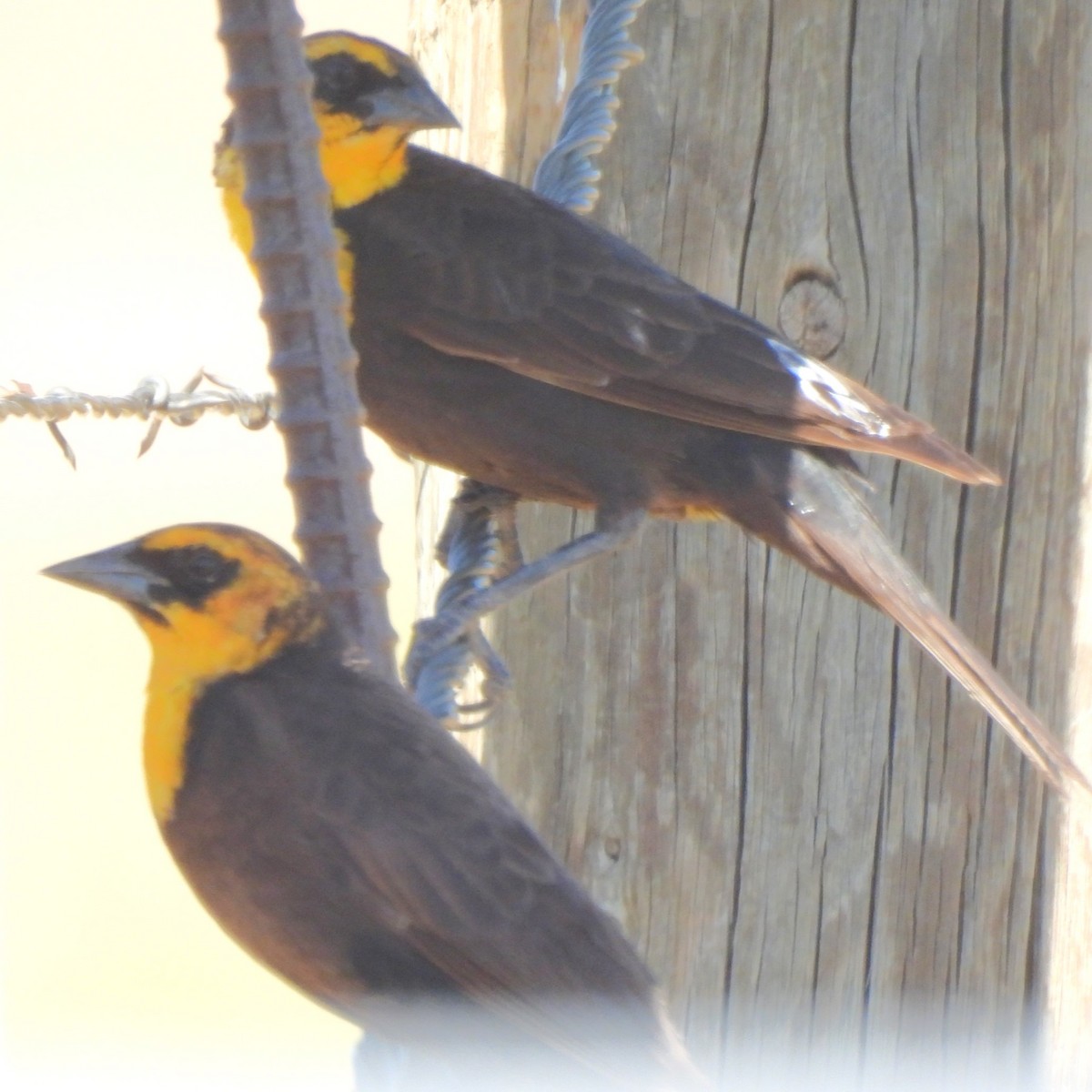 Yellow-headed Blackbird - Michael I Christie
