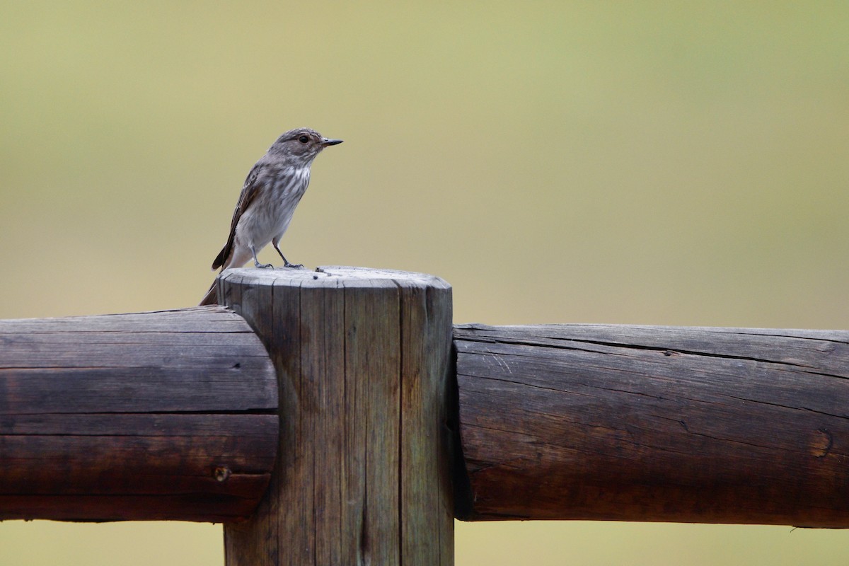 Spotted Flycatcher - ML619489457