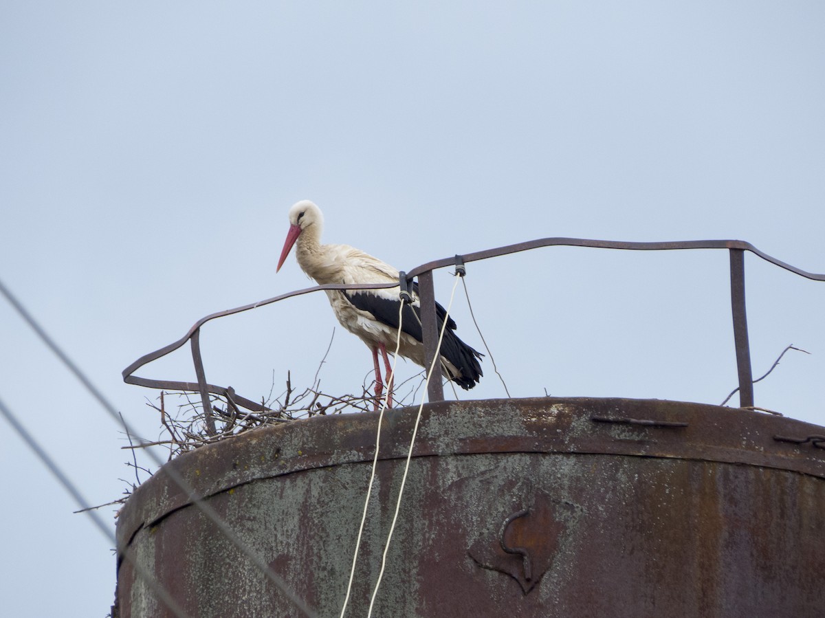 White Stork - Dmitriy Trushkin
