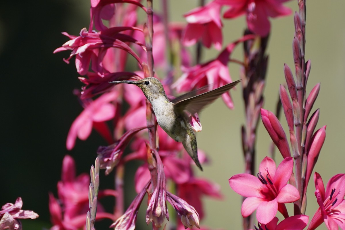 Anna's Hummingbird - Amber Zertuche