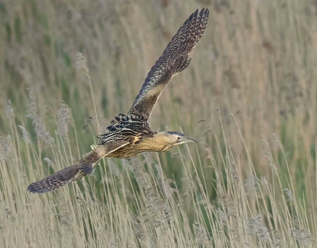 Great Bittern - ANASTASIYA SAMOKHINA