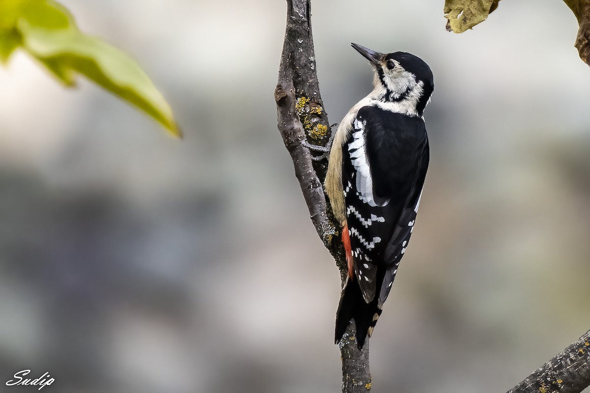 Himalayan Woodpecker - ML619489466
