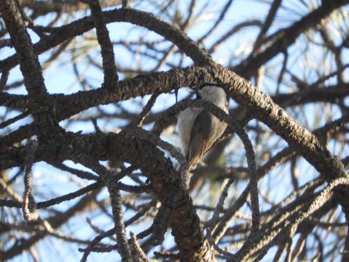 Mountain Chickadee - Thomas Bürgi