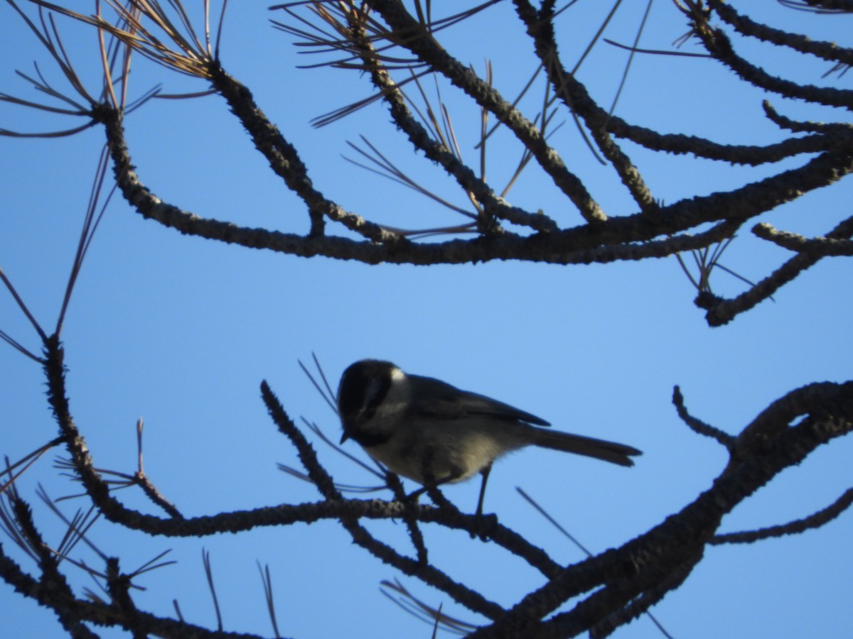 Mountain Chickadee - Thomas Bürgi