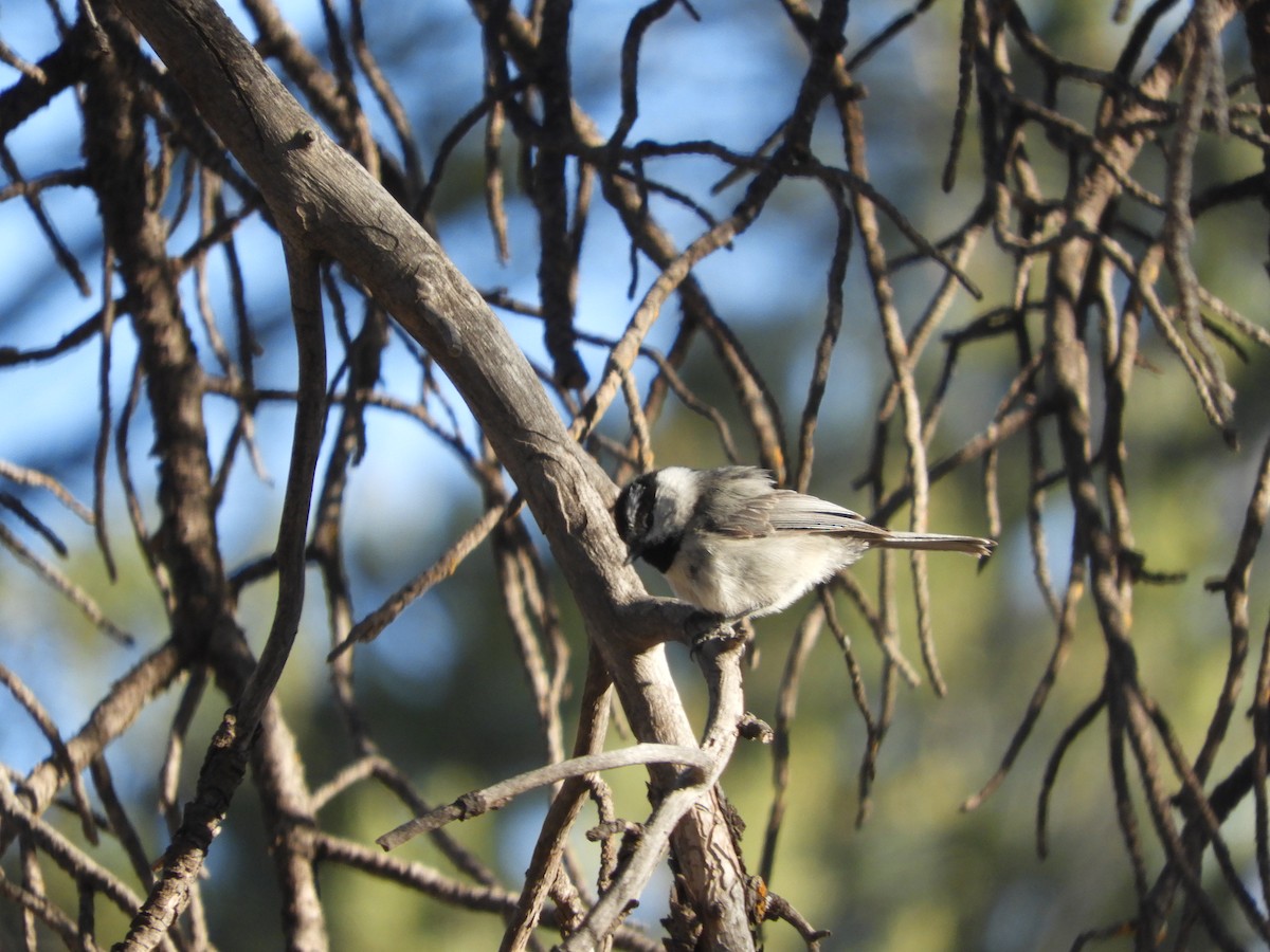 Mountain Chickadee - Thomas Bürgi