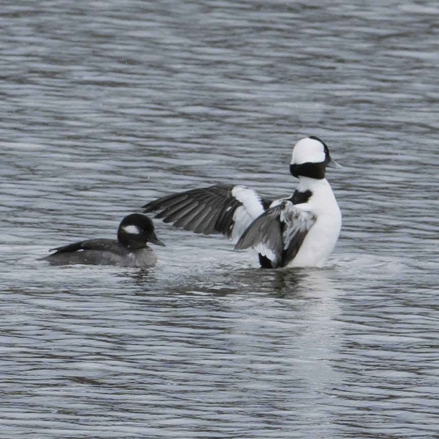 Bufflehead - Guillaume Charette