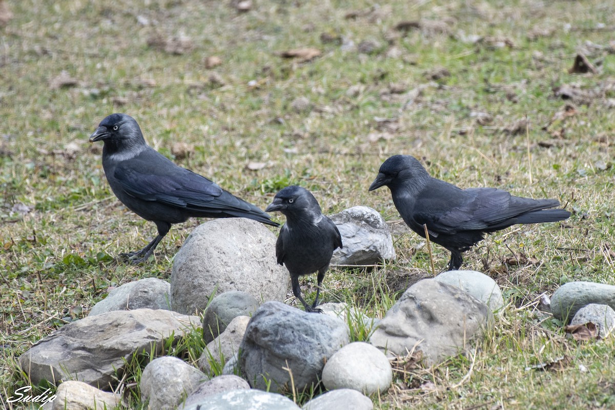 Eurasian Jackdaw - ML619489473