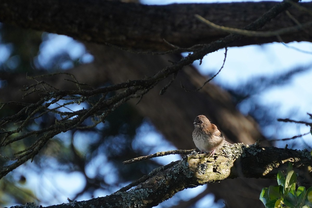 Dark-eyed Junco - Amber Zertuche