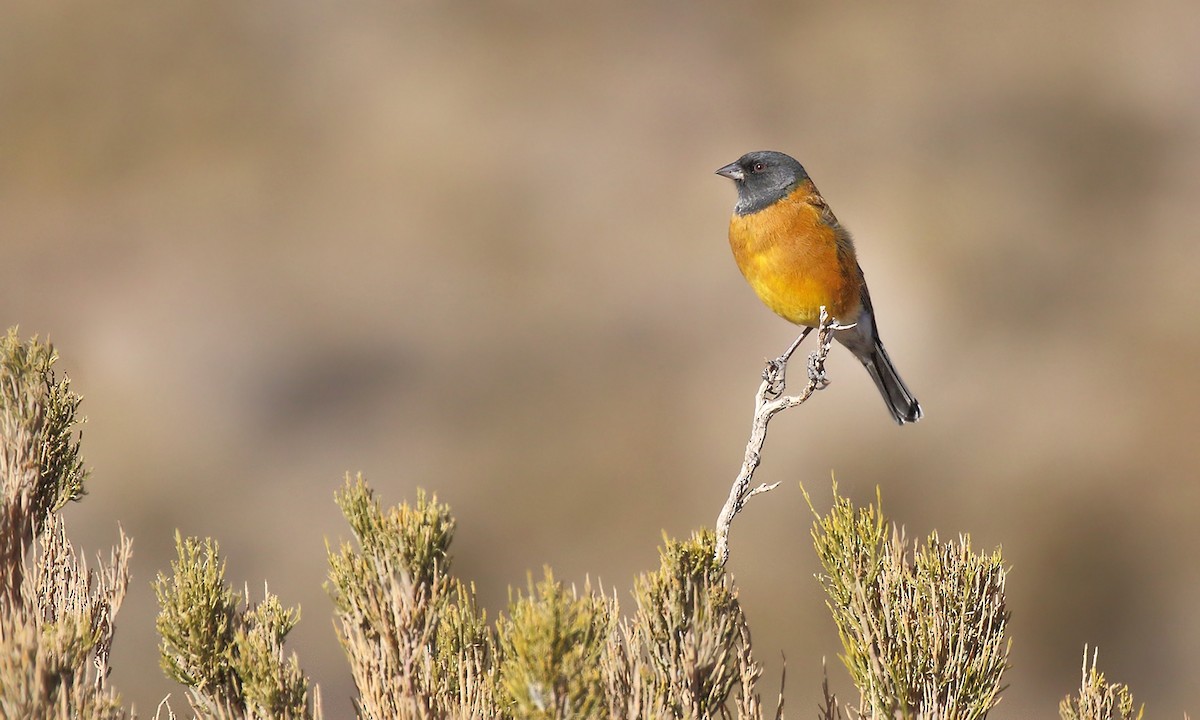 Black-hooded Sierra Finch - Adrián Braidotti