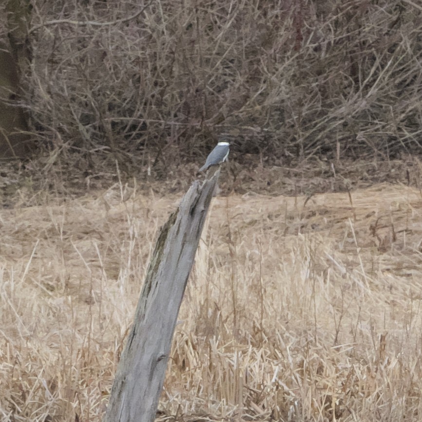 Belted Kingfisher - Guillaume Charette