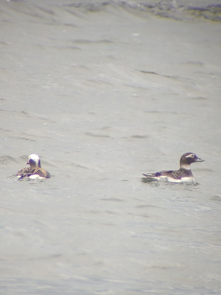 Long-tailed Duck - James Teitgen