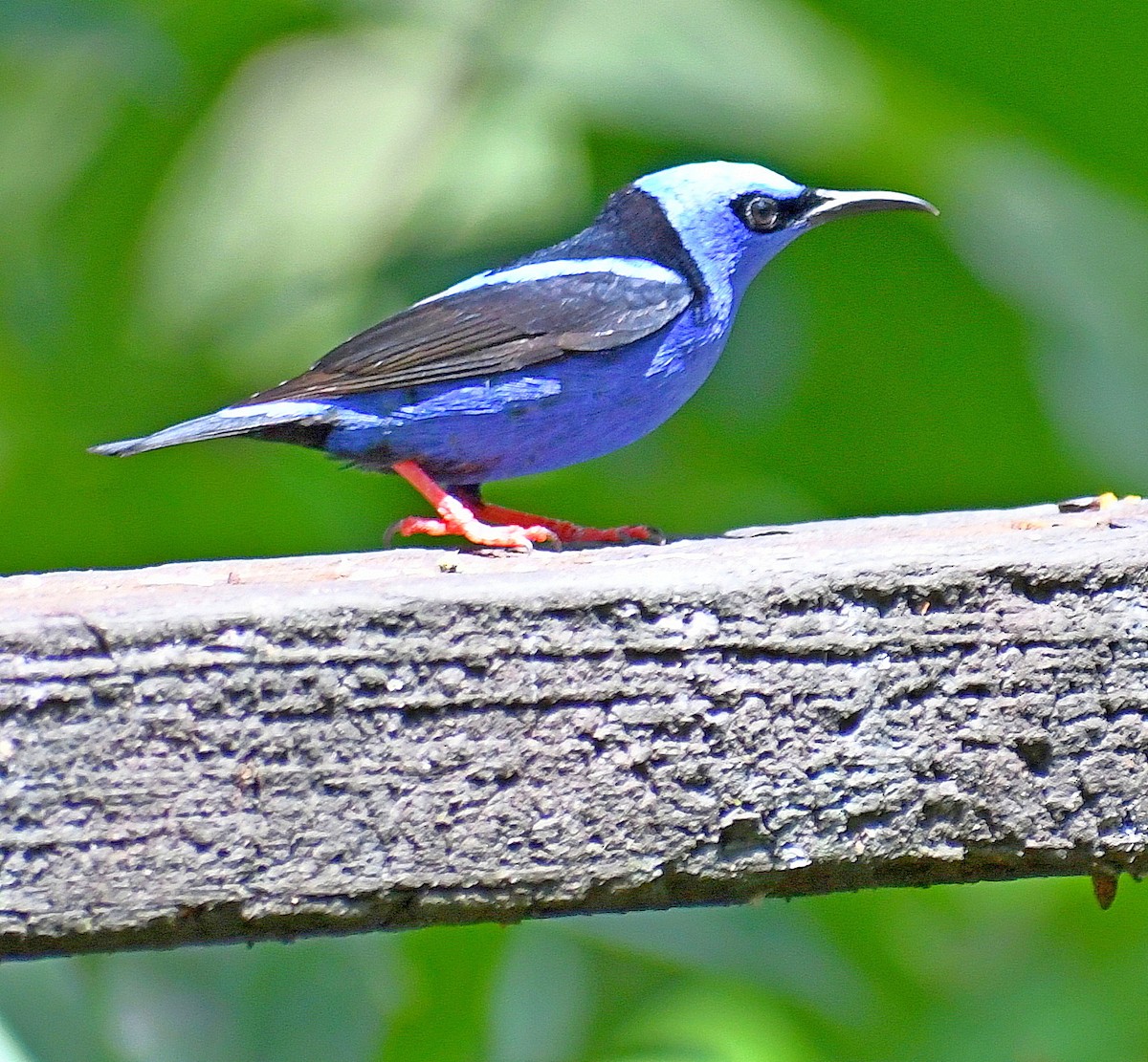 Red-legged Honeycreeper - Edward Clark