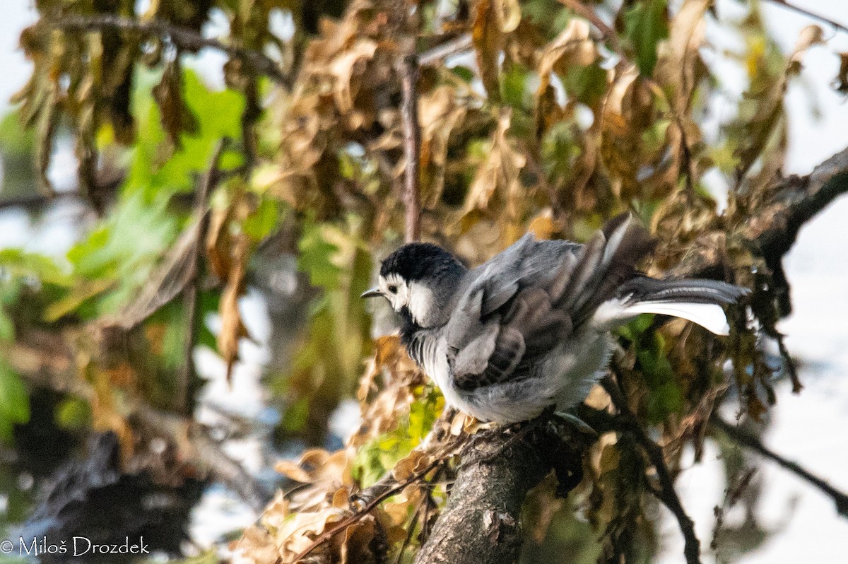 White Wagtail - Miloš Drozdek