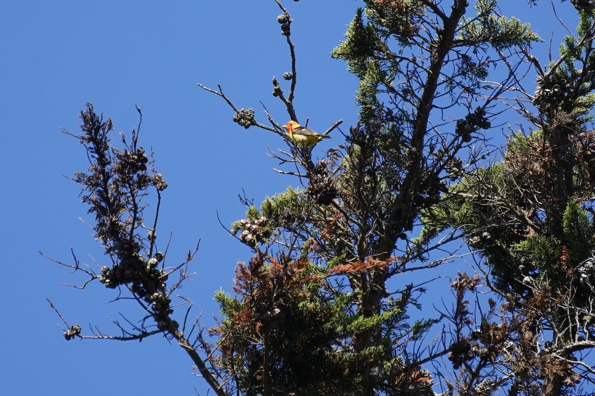 Western Tanager - ML619489502