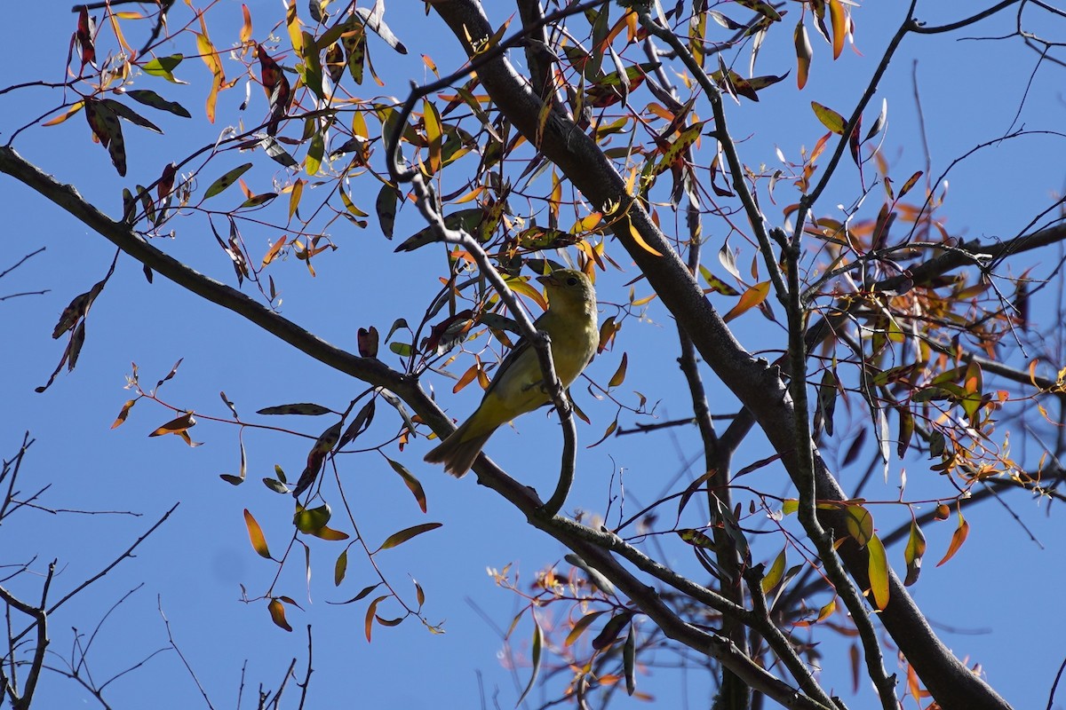 Western Tanager - ML619489503