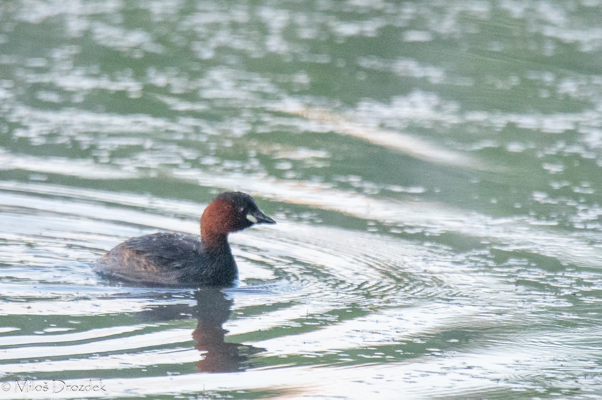 Little Grebe - Miloš Drozdek