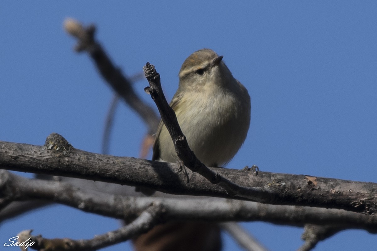 Hume's Warbler - ML619489510