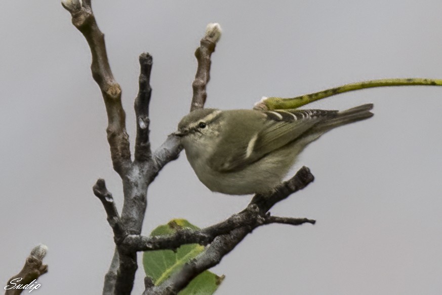 Mosquitero de Hume - ML619489512