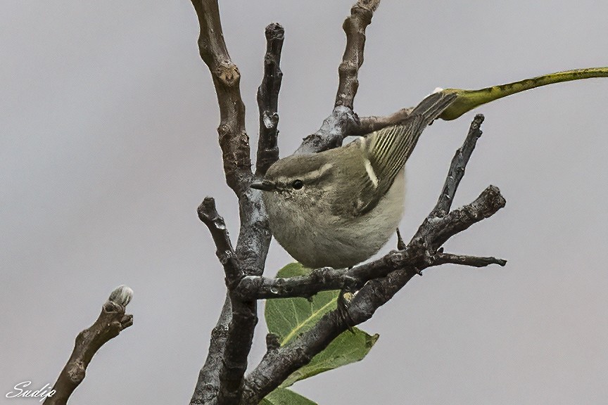 Hume's Warbler - ML619489514