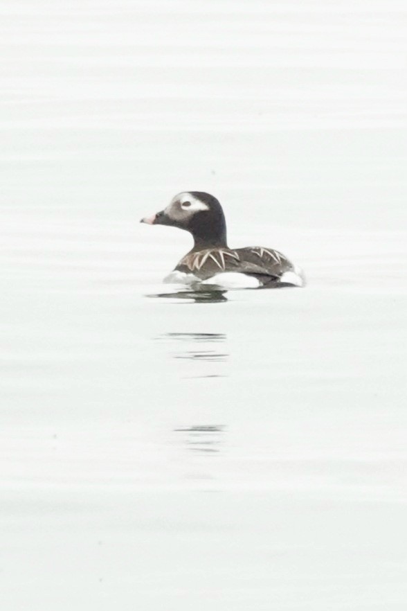 Long-tailed Duck - Angela Vera