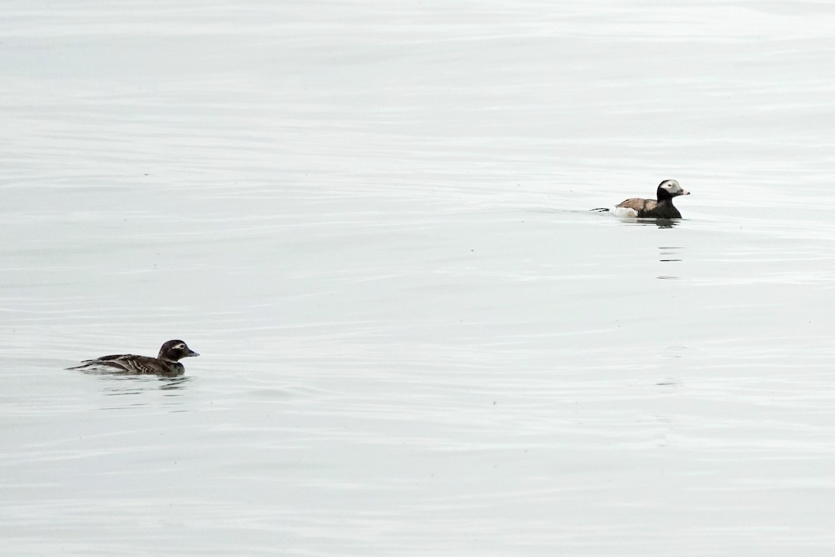 Long-tailed Duck - Angela Vera