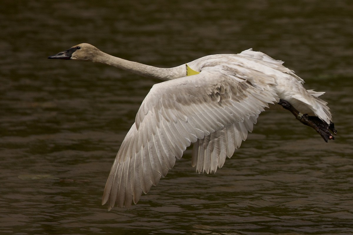 Trumpeter Swan - Mimi Brenninkmeijer