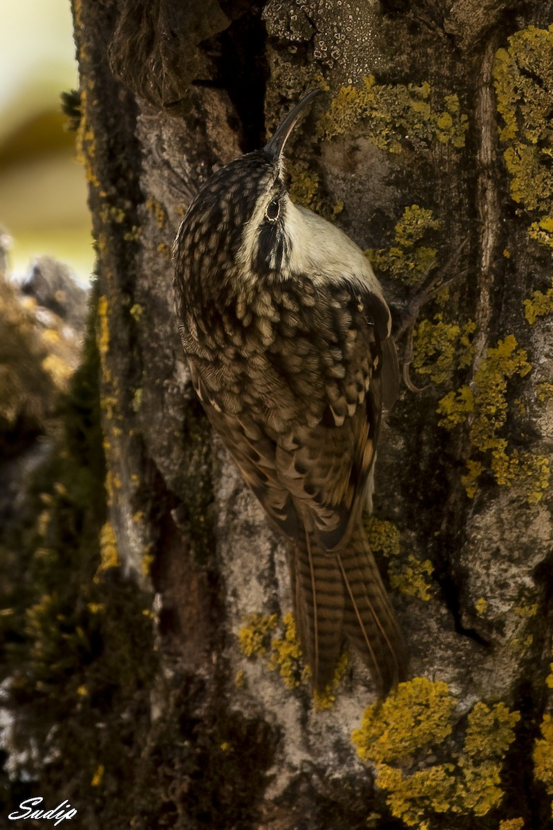 Bar-tailed Treecreeper - Sudip Ghosh